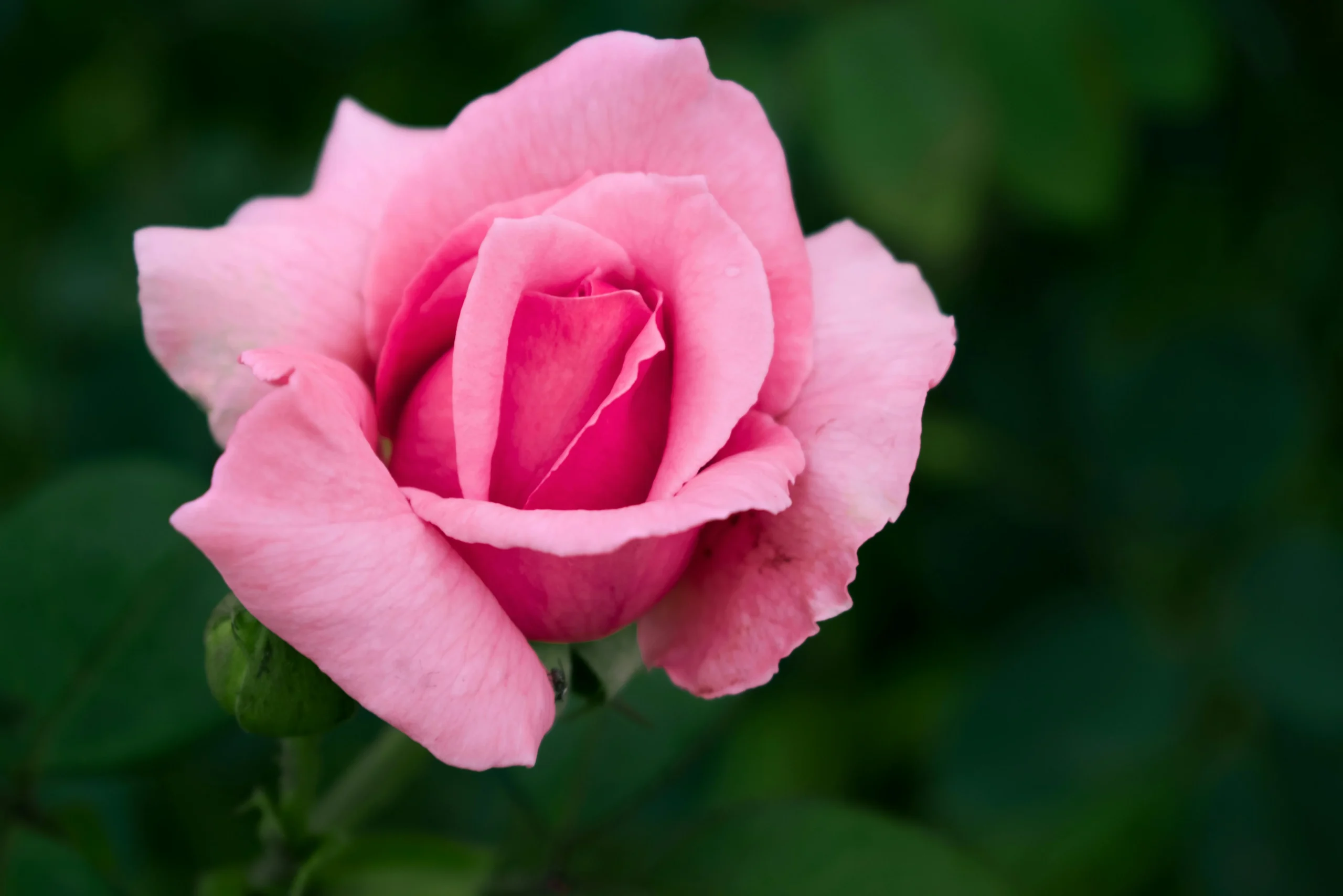 pink rose garden