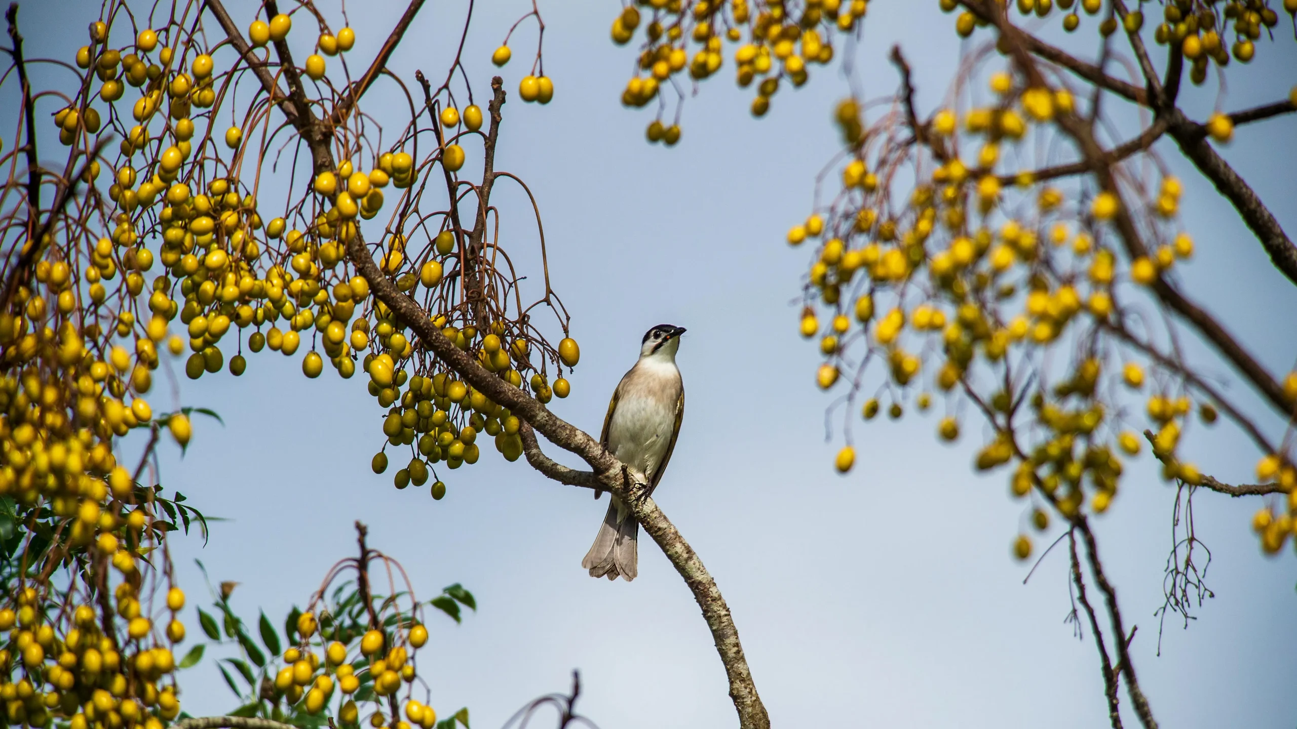 What is a chinaberry tree good for?Uses and Benefits