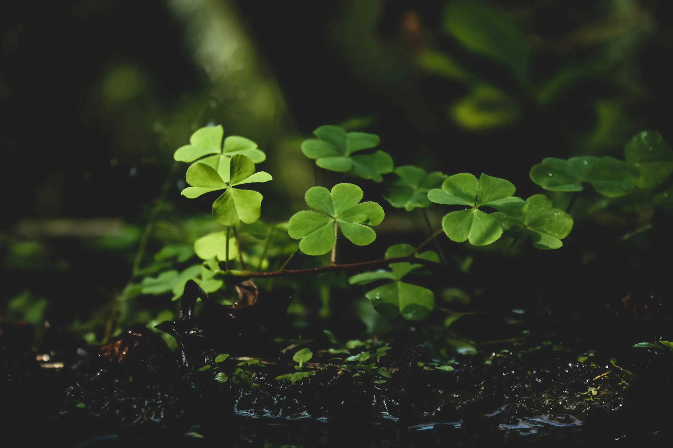 four leaf clover plant