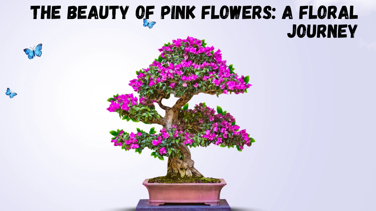 bonsai tree 1